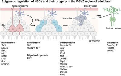 Epigenetic regulation in adult neural stem cells